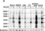 Rabbit IgG (H+L) Secondary Antibody in Western Blot (WB)