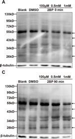 Rabbit IgG (H+L) Secondary Antibody in Western Blot (WB)
