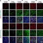 Rat IgG (H+L) Cross-Adsorbed Secondary Antibody in Immunohistochemistry (Frozen) (IHC (F))