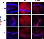 Rabbit IgG (H+L) Highly Cross-Adsorbed Secondary Antibody in Immunohistochemistry (Frozen) (IHC (F))