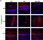 Rabbit IgG (H+L) Highly Cross-Adsorbed Secondary Antibody in Immunohistochemistry (Frozen) (IHC (F))