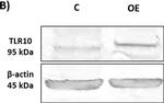 Rabbit IgG (H+L) Secondary Antibody in Western Blot (WB)