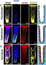 Rabbit IgG (H+L) Highly Cross-Adsorbed Secondary Antibody in Immunocytochemistry (ICC/IF)