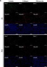 Mouse IgG (H+L) Cross-Adsorbed Secondary Antibody in Immunocytochemistry (ICC/IF)