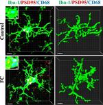 Rabbit IgG (H+L) Highly Cross-Adsorbed Secondary Antibody in Immunohistochemistry (Frozen) (IHC (F))