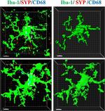 Rabbit IgG (H+L) Highly Cross-Adsorbed Secondary Antibody in Immunohistochemistry (Frozen) (IHC (F))