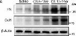 Rabbit IgG (H+L) Secondary Antibody in Western Blot (WB)