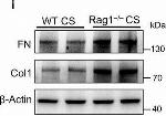 Rabbit IgG (H+L) Secondary Antibody in Western Blot (WB)