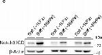 Rabbit IgG (H+L) Secondary Antibody in Western Blot (WB)