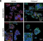 Rabbit IgG (H+L) Cross-Adsorbed Secondary Antibody in Immunocytochemistry (ICC/IF)