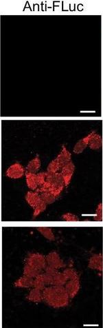 Rabbit IgG (H+L) Cross-Adsorbed Secondary Antibody in Immunocytochemistry (ICC/IF)