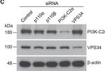 Mouse IgG (H+L) Secondary Antibody in Western Blot (WB)
