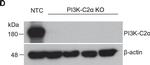 Mouse IgG (H+L) Secondary Antibody in Western Blot (WB)