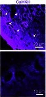 Mouse IgG (H+L) Highly Cross-Adsorbed Secondary Antibody in Immunohistochemistry (Frozen) (IHC (F))