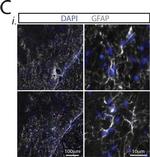 Rabbit IgG (H+L) Cross-Adsorbed Secondary Antibody in Immunohistochemistry (Frozen) (IHC (F))