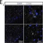 Rat IgG (H+L) Cross-Adsorbed Secondary Antibody in Immunohistochemistry (Frozen) (IHC (F))
