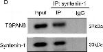 Rabbit IgG (H+L) Secondary Antibody in Immunoprecipitation (IP)