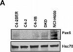 Mouse IgG (H+L) Secondary Antibody in Western Blot (WB)