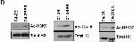 Rabbit IgG (H+L) Secondary Antibody in Western Blot (WB)