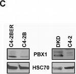Mouse IgG (H+L) Secondary Antibody in Western Blot (WB)