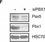 Mouse IgG (H+L) Secondary Antibody in Western Blot (WB)