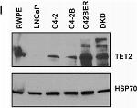 Mouse IgG (H+L) Secondary Antibody in Western Blot (WB)