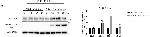 Rabbit IgG (H+L) Secondary Antibody in Western Blot (WB)