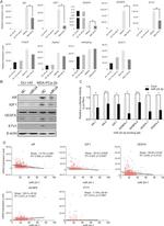 ETV1 Antibody in Western Blot (WB)