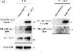 Rabbit IgG (H+L) Secondary Antibody in Western Blot (WB)