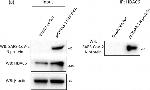 Rabbit IgG (H+L) Secondary Antibody in Western Blot (WB)