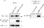 Rabbit IgG (H+L) Secondary Antibody in Western Blot (WB)