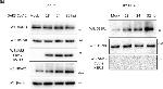 Rabbit IgG (H+L) Secondary Antibody in Western Blot (WB)