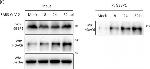 Rabbit IgG (H+L) Secondary Antibody in Western Blot (WB)