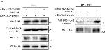 Rabbit IgG (H+L) Secondary Antibody in Western Blot (WB)