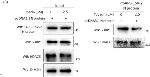 Rabbit IgG (H+L) Secondary Antibody in Western Blot (WB)