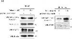 Rabbit IgG (H+L) Secondary Antibody in Western Blot (WB)