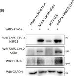 Rabbit IgG (H+L) Secondary Antibody in Western Blot (WB)