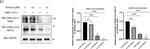 Rabbit IgG (H+L) Secondary Antibody in Western Blot (WB)