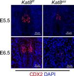 Rabbit IgG (H+L) Highly Cross-Adsorbed Secondary Antibody in Immunocytochemistry (ICC/IF)