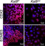 Rabbit IgG (H+L) Highly Cross-Adsorbed Secondary Antibody in Immunocytochemistry (ICC/IF)