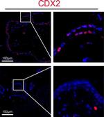 Rabbit IgG (H+L) Highly Cross-Adsorbed Secondary Antibody in Immunohistochemistry (Paraffin) (IHC (P))