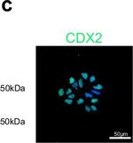 Rabbit IgG (H+L) Highly Cross-Adsorbed Secondary Antibody in Immunocytochemistry (ICC/IF)
