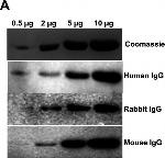 Rabbit IgG (H+L) Cross-Adsorbed Secondary Antibody in Western Blot (WB)