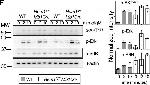 F(ab')2-Goat anti-Mouse IgM (Mu chain) Secondary Antibody