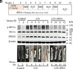 Mouse IgG (H+L) Highly Cross-Adsorbed Secondary Antibody in Western Blot (WB)