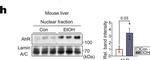 Mouse IgG (H+L) Cross-Adsorbed Secondary Antibody in Western Blot (WB)