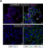 Mouse IgG (H+L) Cross-Adsorbed Secondary Antibody in Immunocytochemistry (ICC/IF)