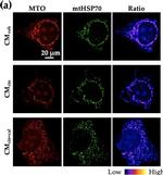 Mouse IgG (H+L) Highly Cross-Adsorbed Secondary Antibody in Immunocytochemistry (ICC/IF)
