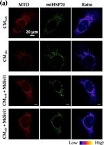 Mouse IgG (H+L) Highly Cross-Adsorbed Secondary Antibody in Immunocytochemistry (ICC/IF)