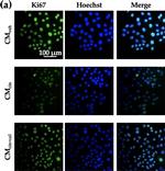 Mouse IgG (H+L) Highly Cross-Adsorbed Secondary Antibody in Immunocytochemistry (ICC/IF)